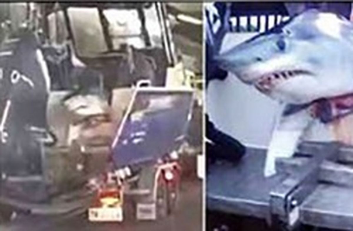 رانندگی مرد ماهیگیر با کوسه ۱۶۵ کیلویی در اتوبان! +عکس