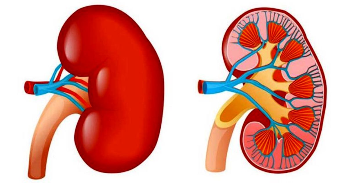 روزه گرفتن در فصل‌های گرم سال به کلیه‌ها آسیب می‌زند؟