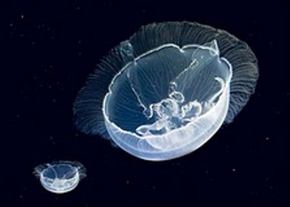 عكس/گونه‌هاي تماشايي اقيانوس