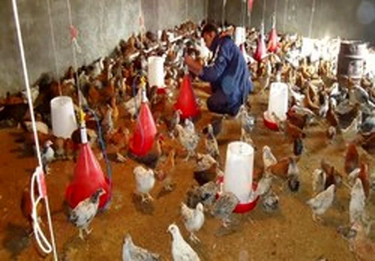 واردات گوشت مرغ ایران به افغانستان ممنوع شد