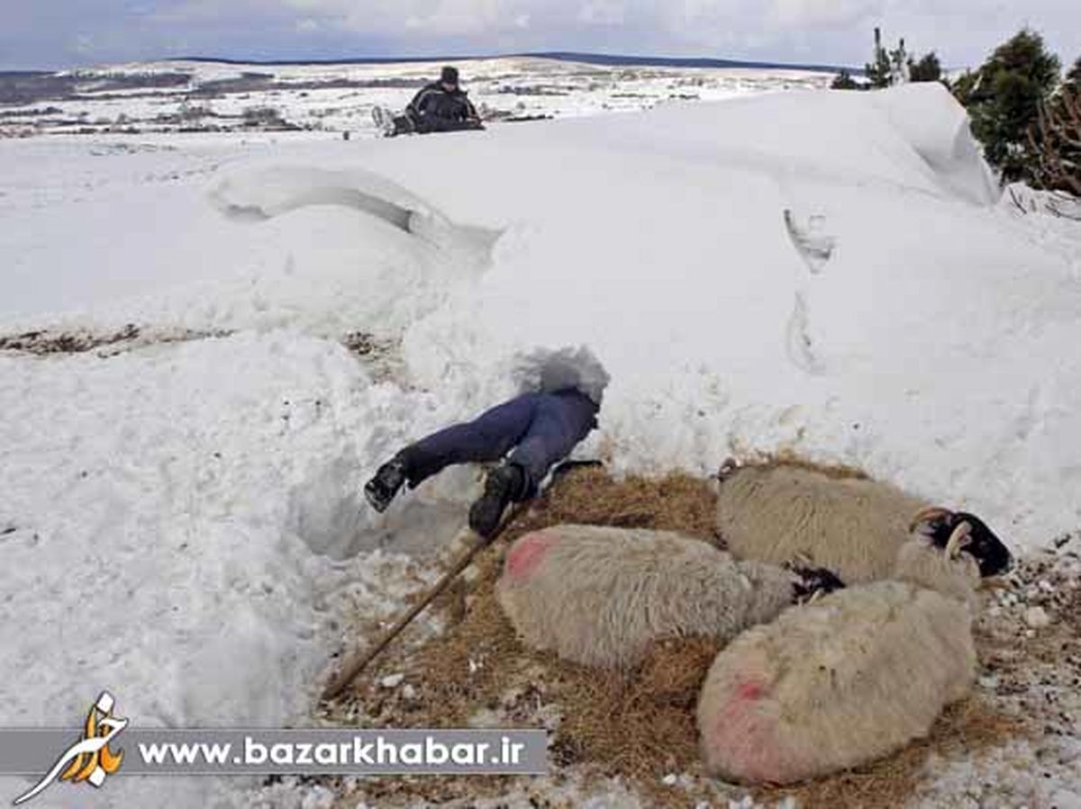 نجات از نوع متفاوت!/عکس