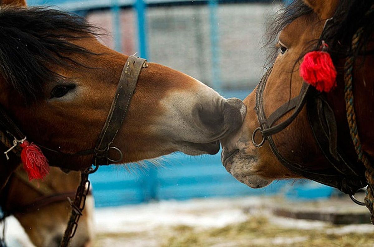 روبوسی متفاوت! /تصاویر