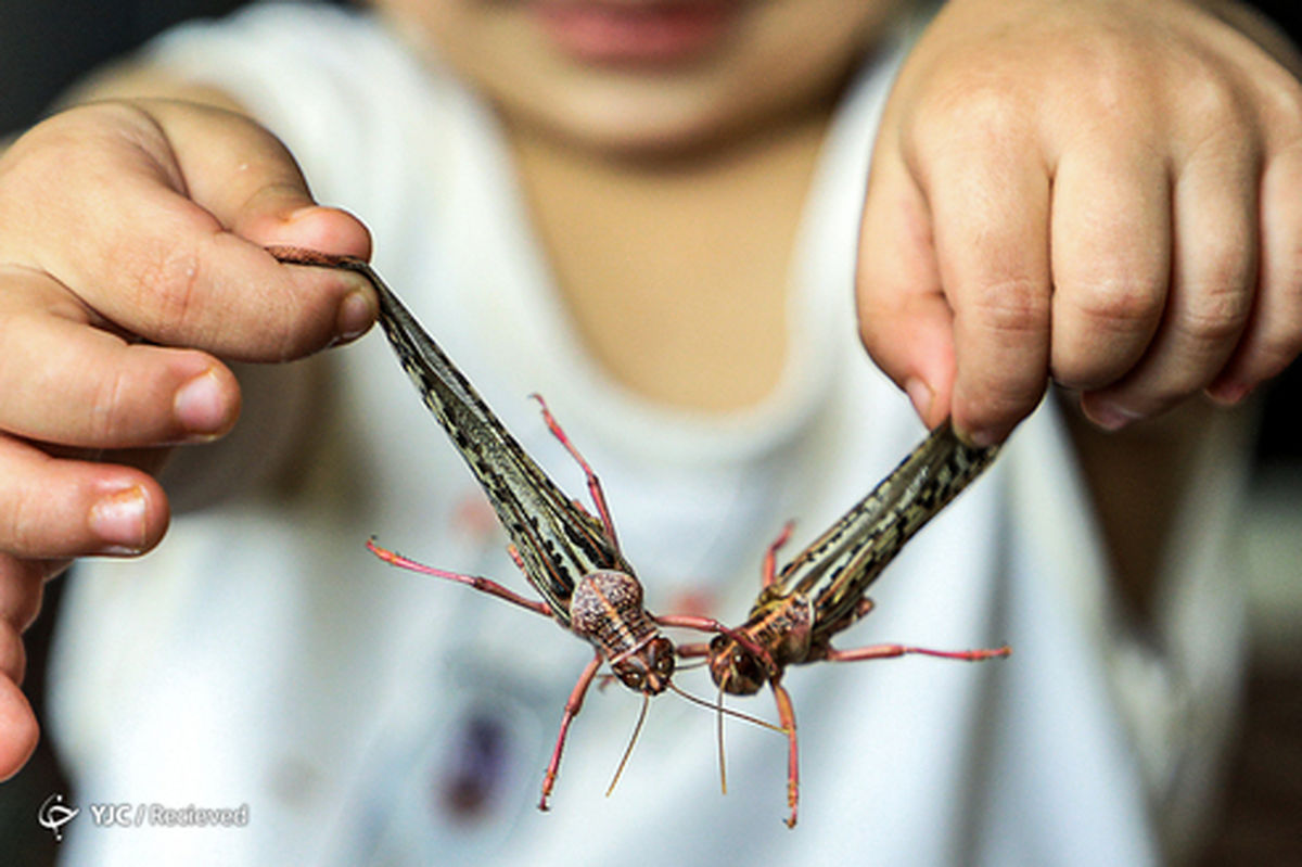تصاویر: هجوم ملخ‌ها به یمن‎