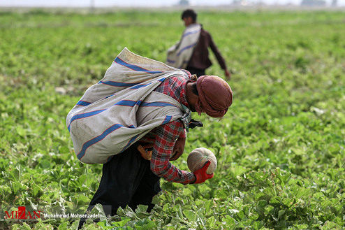 تصاویر: برداشت طالبی - قم