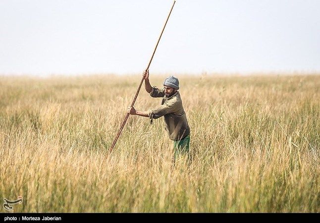 گزارش تصویری: تالاب شادگان در آستانه نابودی