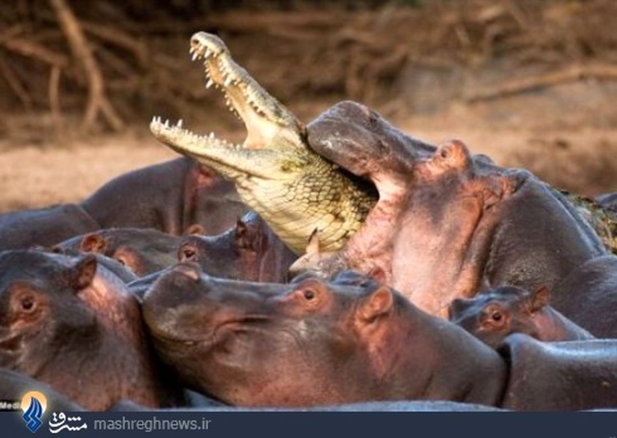 شکارچی که شکار شد/عکس