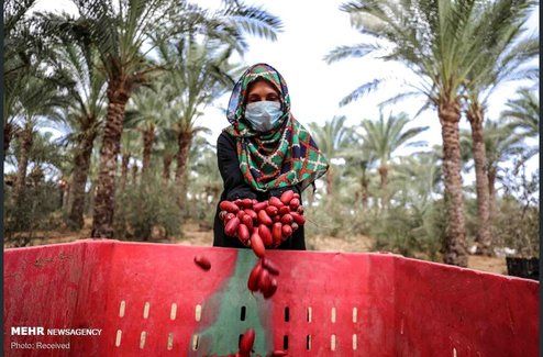 تصاویر: برداشت خرما در غزه