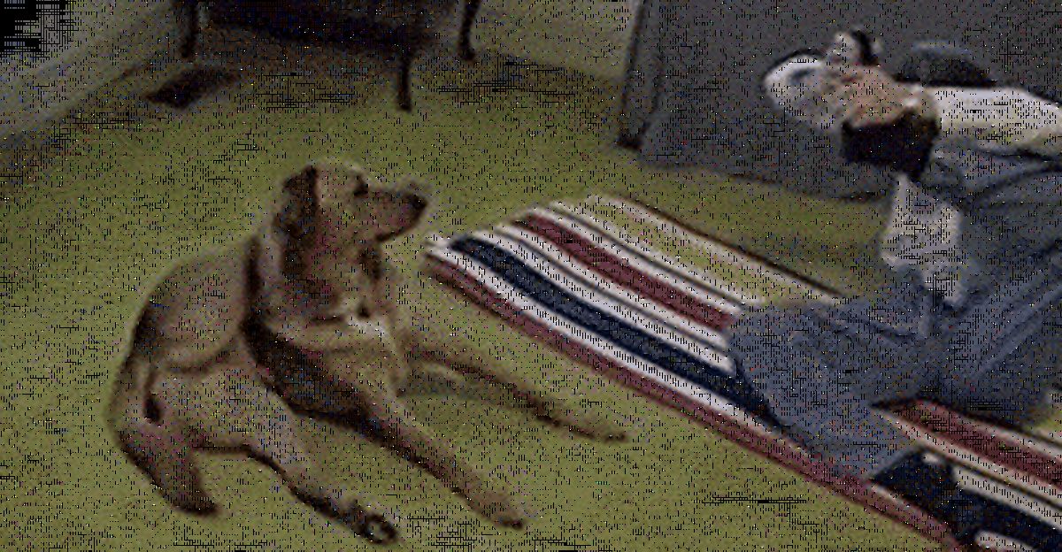 عکس متحرک/ سگ هنرمند!