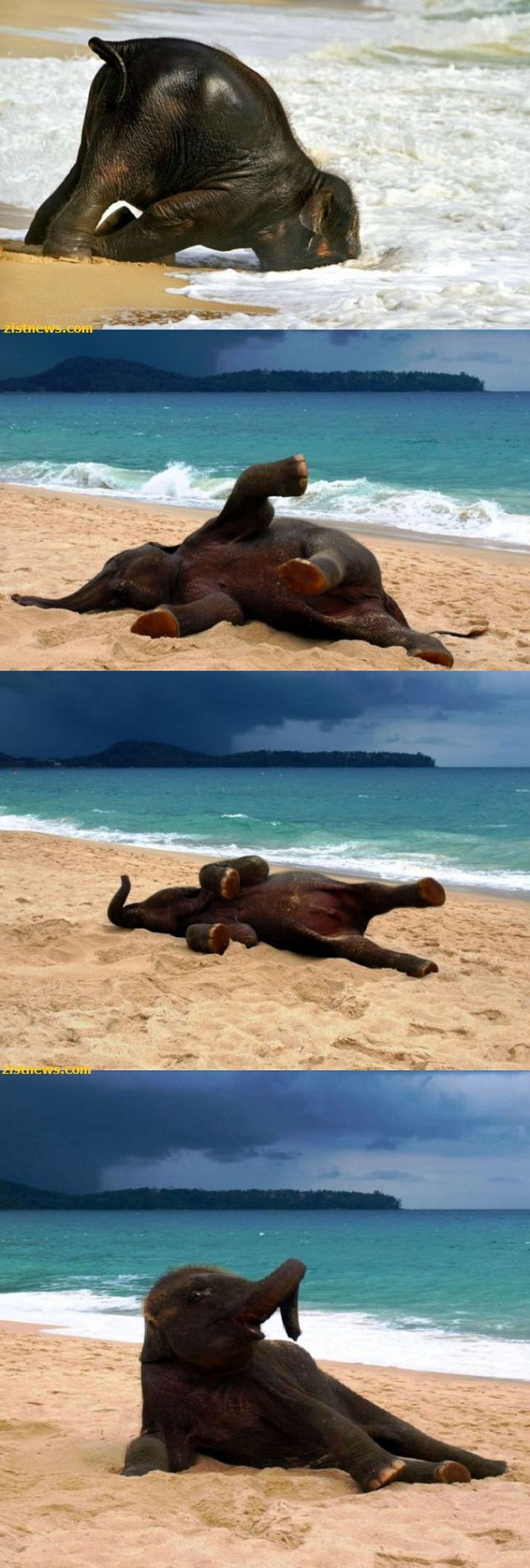 عکس/ شوق ساحل!