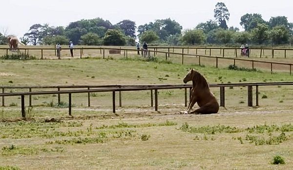 وقتی اسب می نشیند/عکس