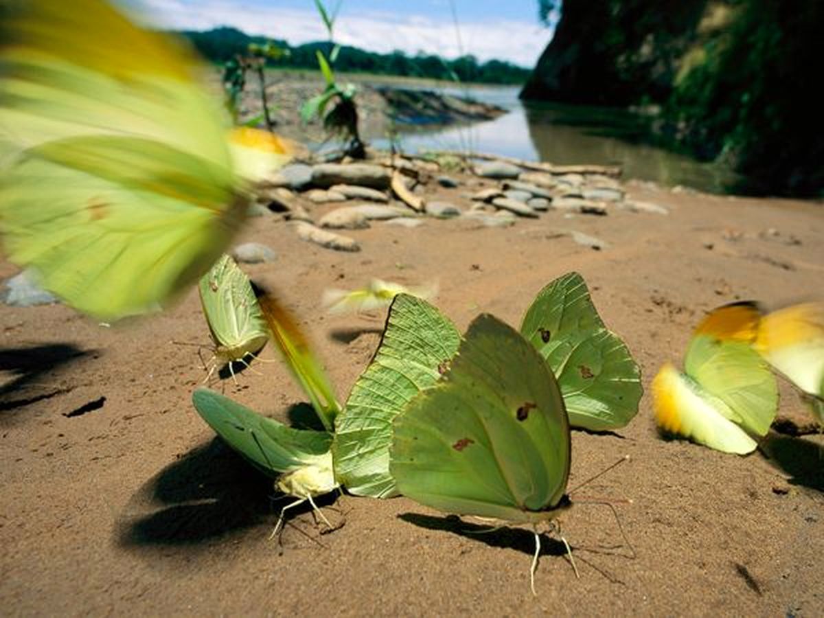 عکس/ پروانه ای با بال هایی شبیه به برگ