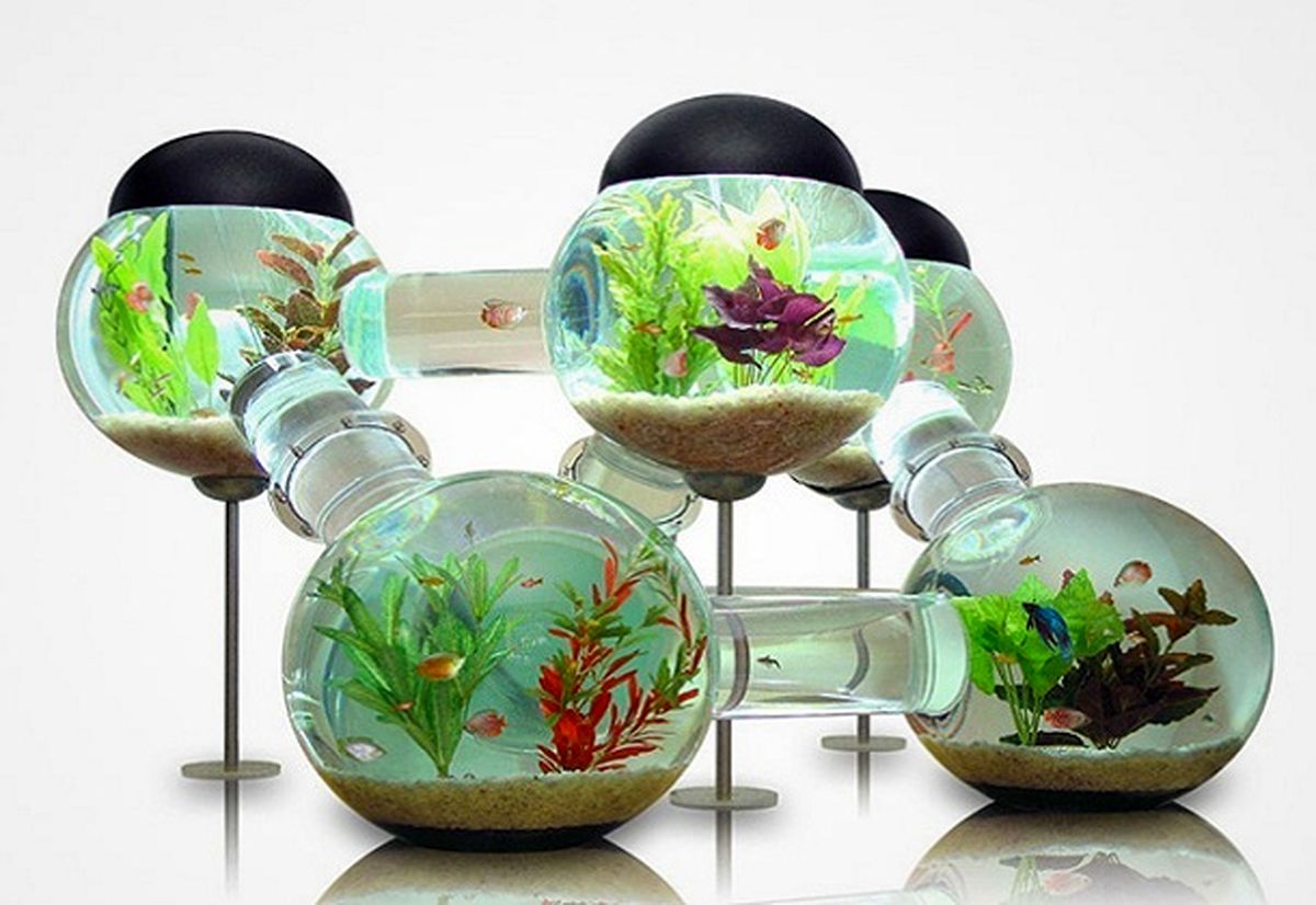 تصاویر/آکواریوم‌های فانتزی