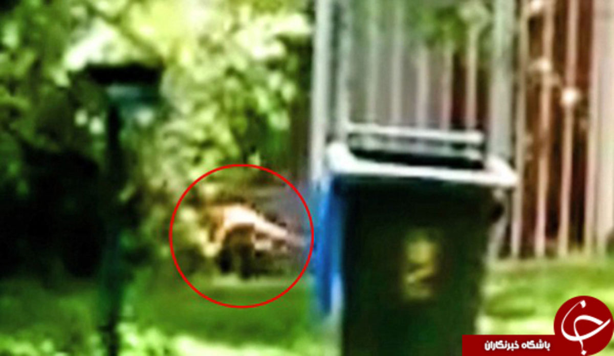 کشفی عجیب از گرگهای منقرض شده +تصاویر