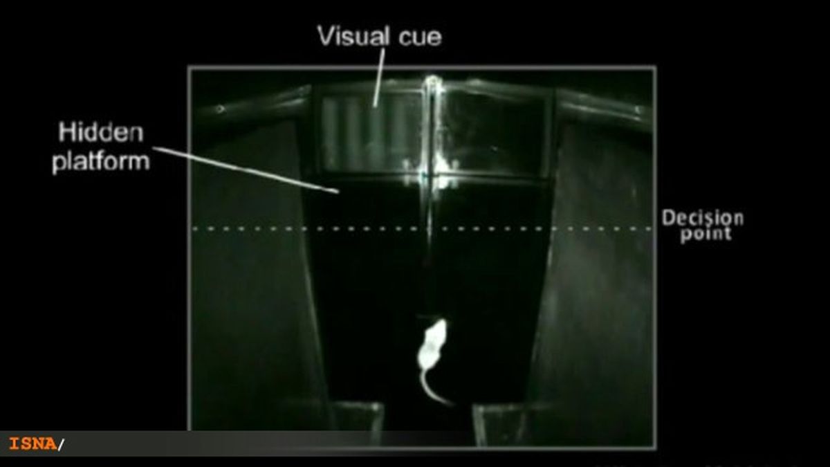 موفقيت دانشمندان در درمان نابينايي