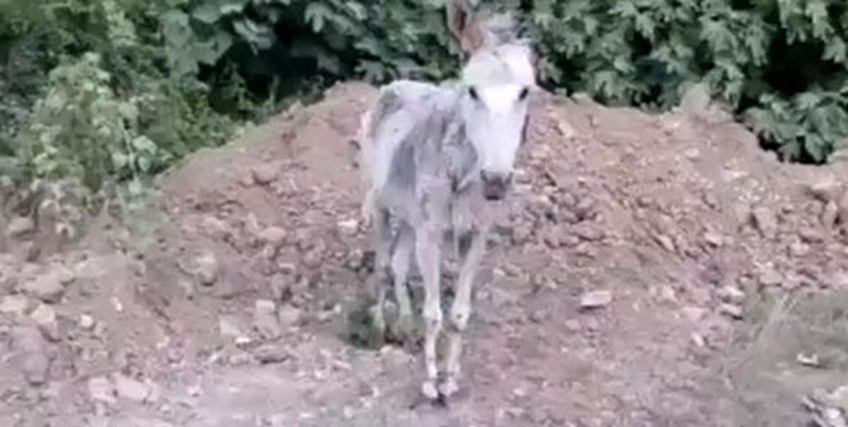 ویدئویی تکان دهنده از حیوان‌آزاری در مازندران