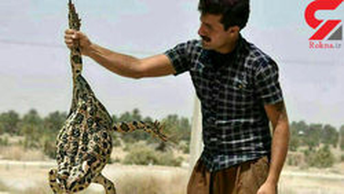 کشف قورباغه یک متری در بوشهر +عکس