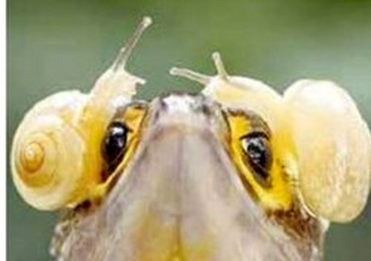 کروکودیلی با چشمان حلزونی! +عکس