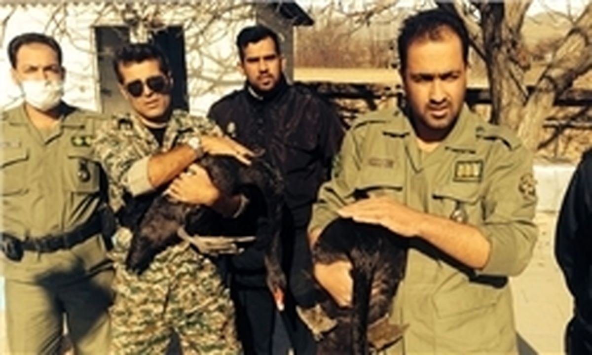 کشف یوزپلنگ آسیایی در تهران