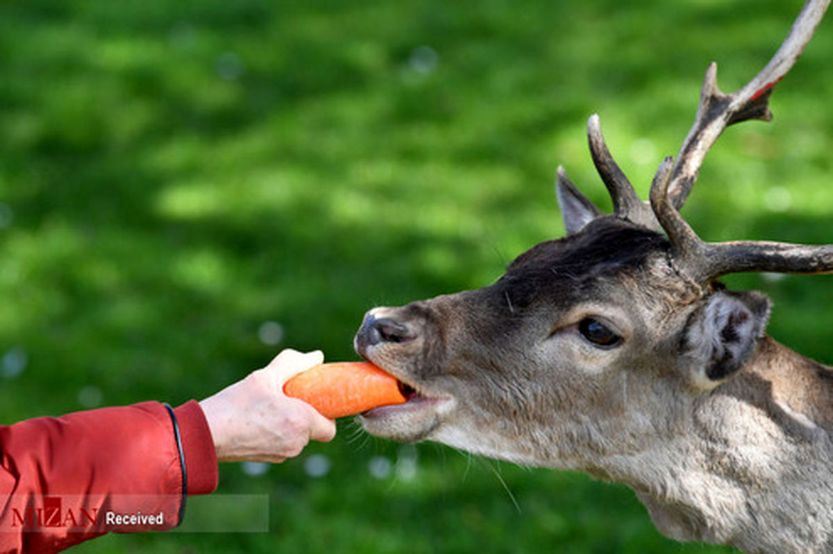 تصاویر: کمک به حیوانات در شرایط کرونا