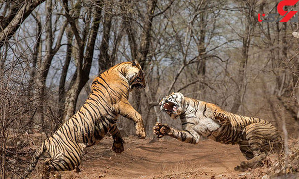 درگیری وحشتناک مادر و دختر در مقابل دوربین +عکس