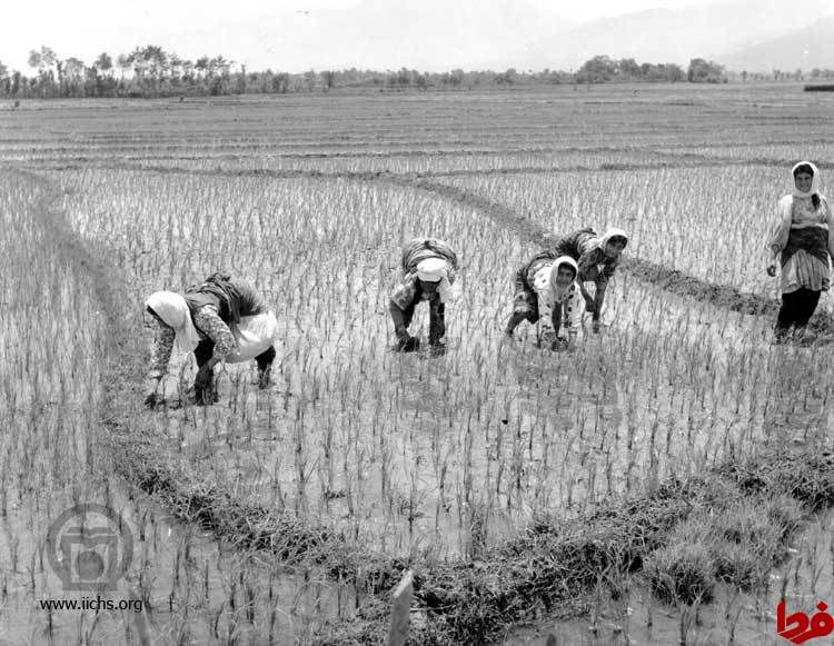 عکس: زنان هنگام برنجکاری در شمال ایران