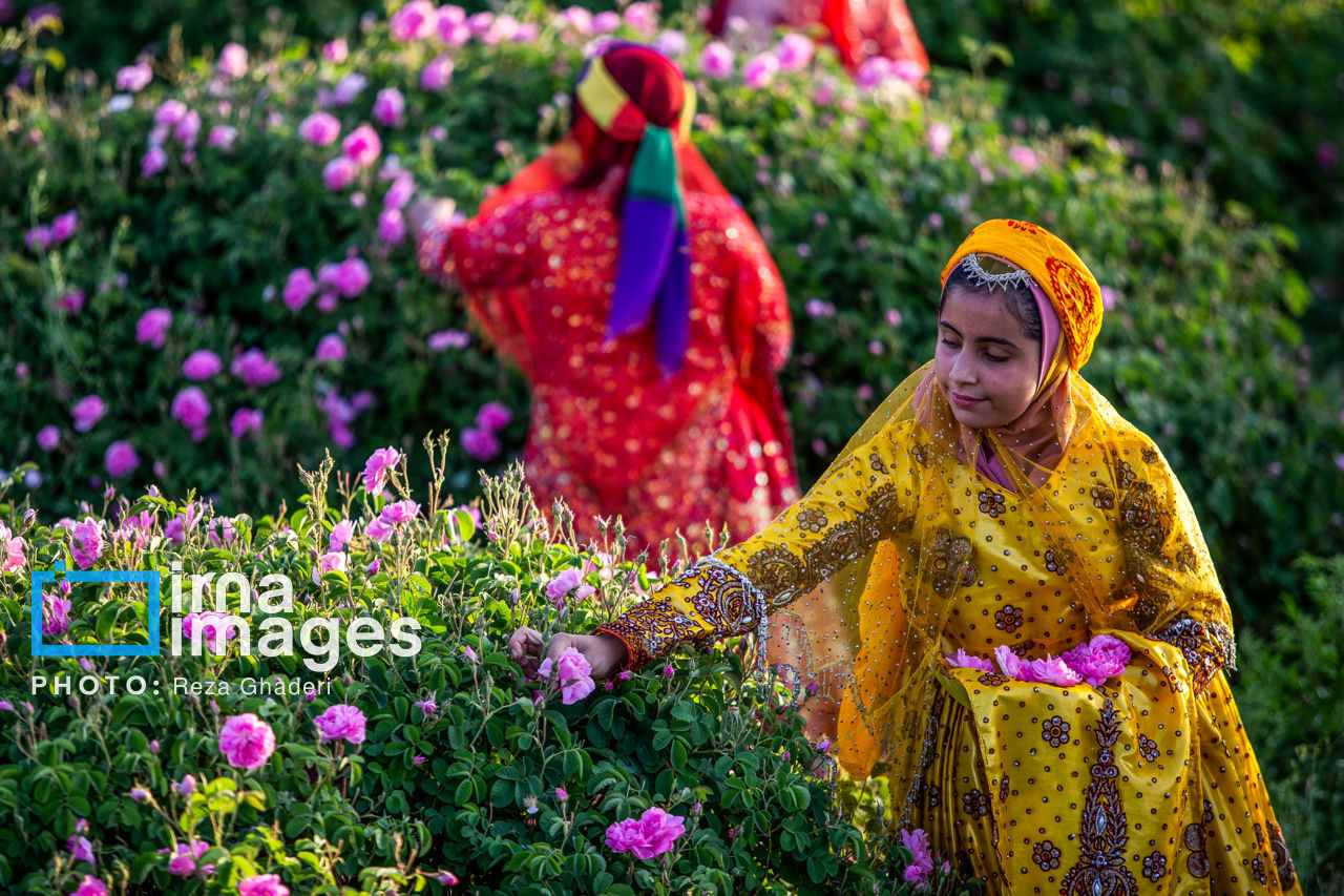 تصاوی: گل و گلاب میمند