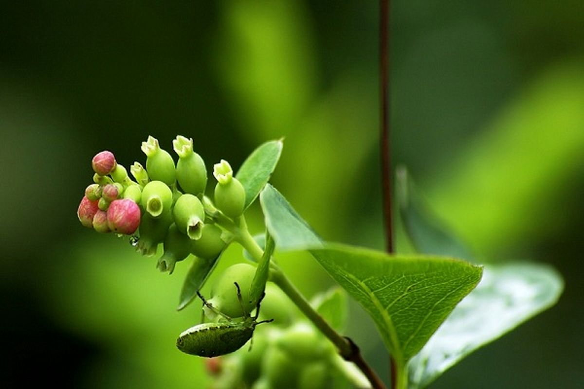 عکس/ طبیعت زیبا