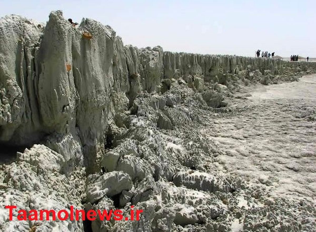 گل افشان کهیر چابهار/ عکس