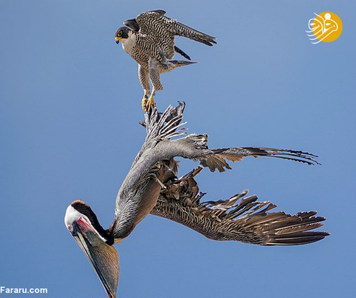 تصاویر خیره کننده از حمله شاهین به پلیکان غول پیکر