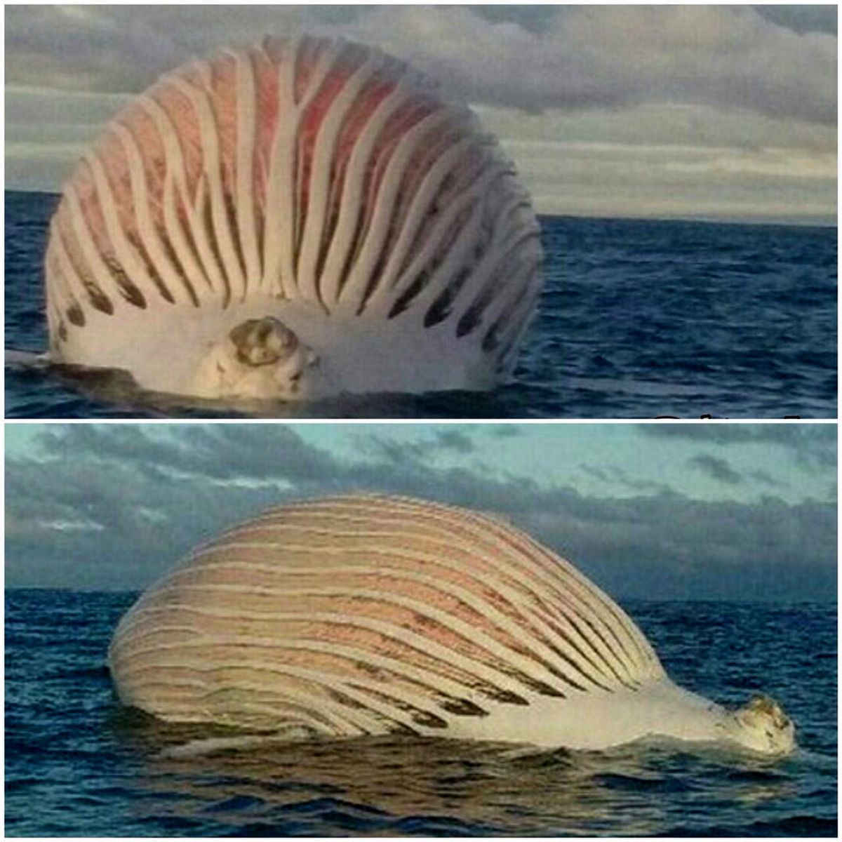 تصویری از موجودی عجیب و وحشتناک