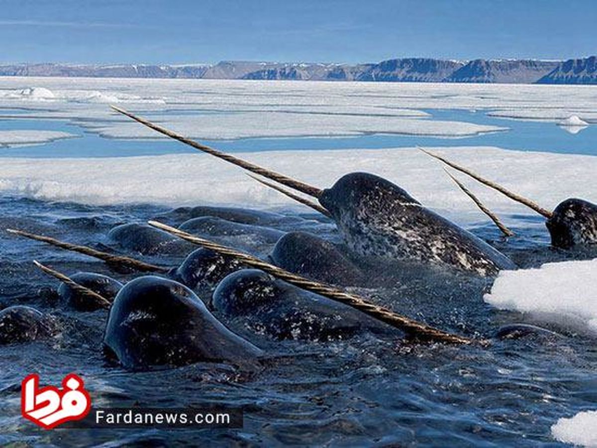 عکس: نهنگ‌های شاخ‌دار قطب شمال