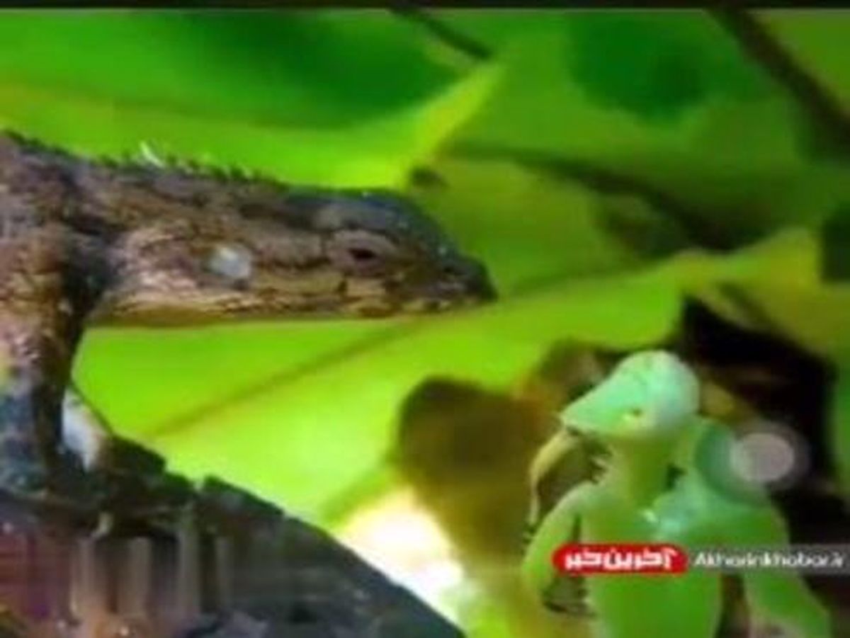 شکار عجیب و غول پیکر مانتیس +فیلم