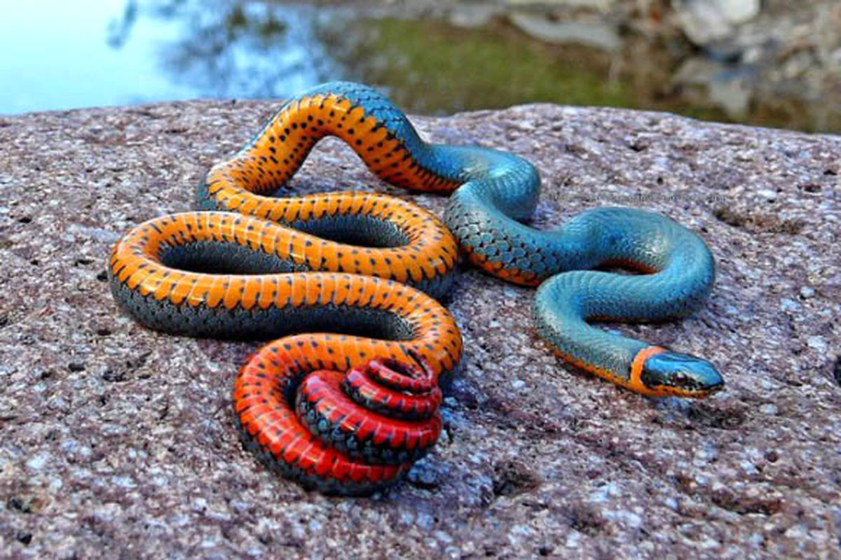 تصویر/ مار خوش خط و خال