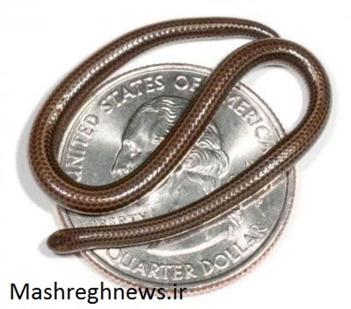 کوچکترین های دنیای حیوانات / عکس