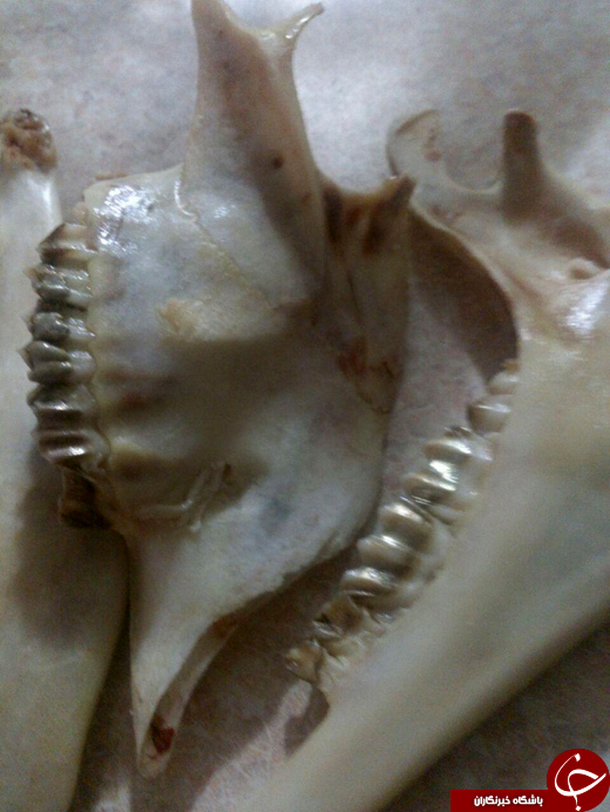 گوسفند دندان طلا + تصاویر