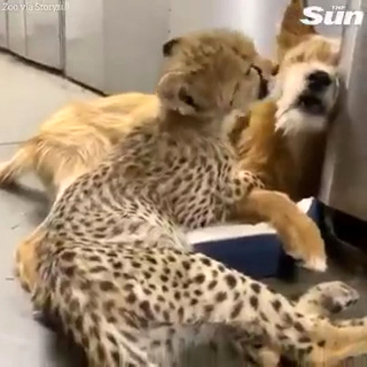 فیلم: دوستی بچه یوزپلنگ و سگ خانگی