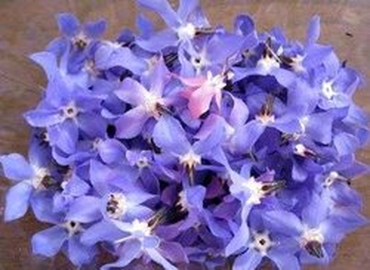 خواص فوق العاده گل گاوزبان را می‌دانید؟