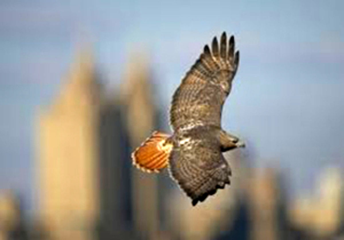 فیلم: حضور یک شاهین کمیاب پشت شیشه اداره