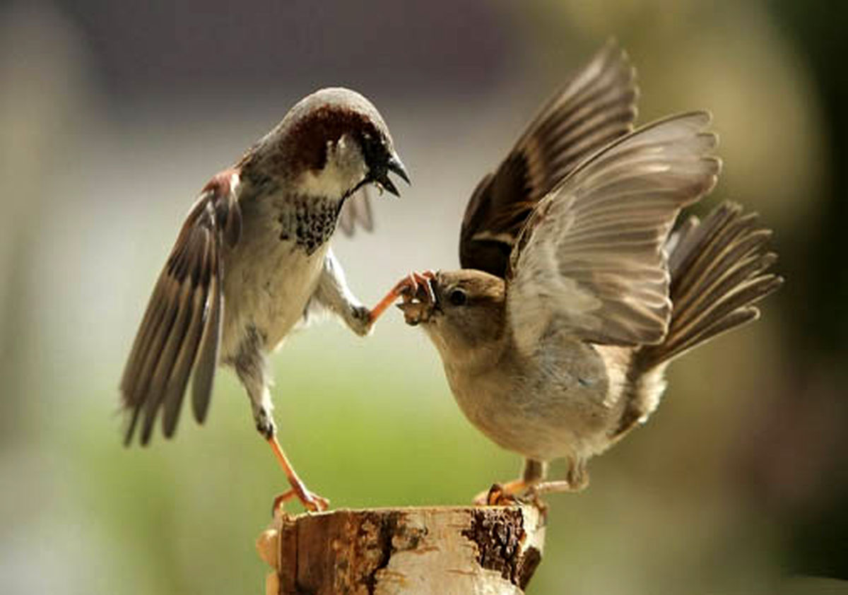 عکس دیدنی درگیری دو پرنده