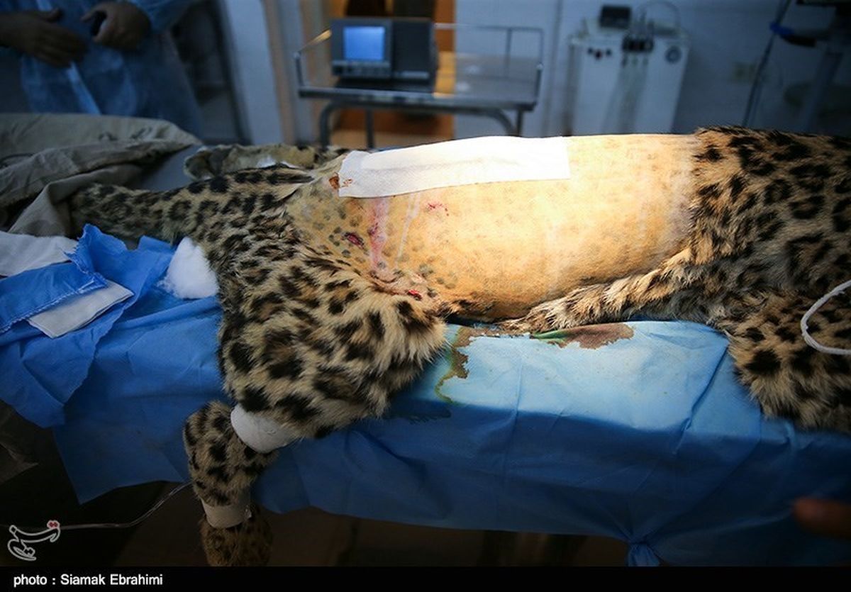 تصاویر /  عمل جراحی پلنگ خرم آباد