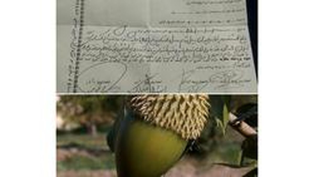 چک ۸۵ میلیونی مهریه متفاوت عروس لردگانی +عکس