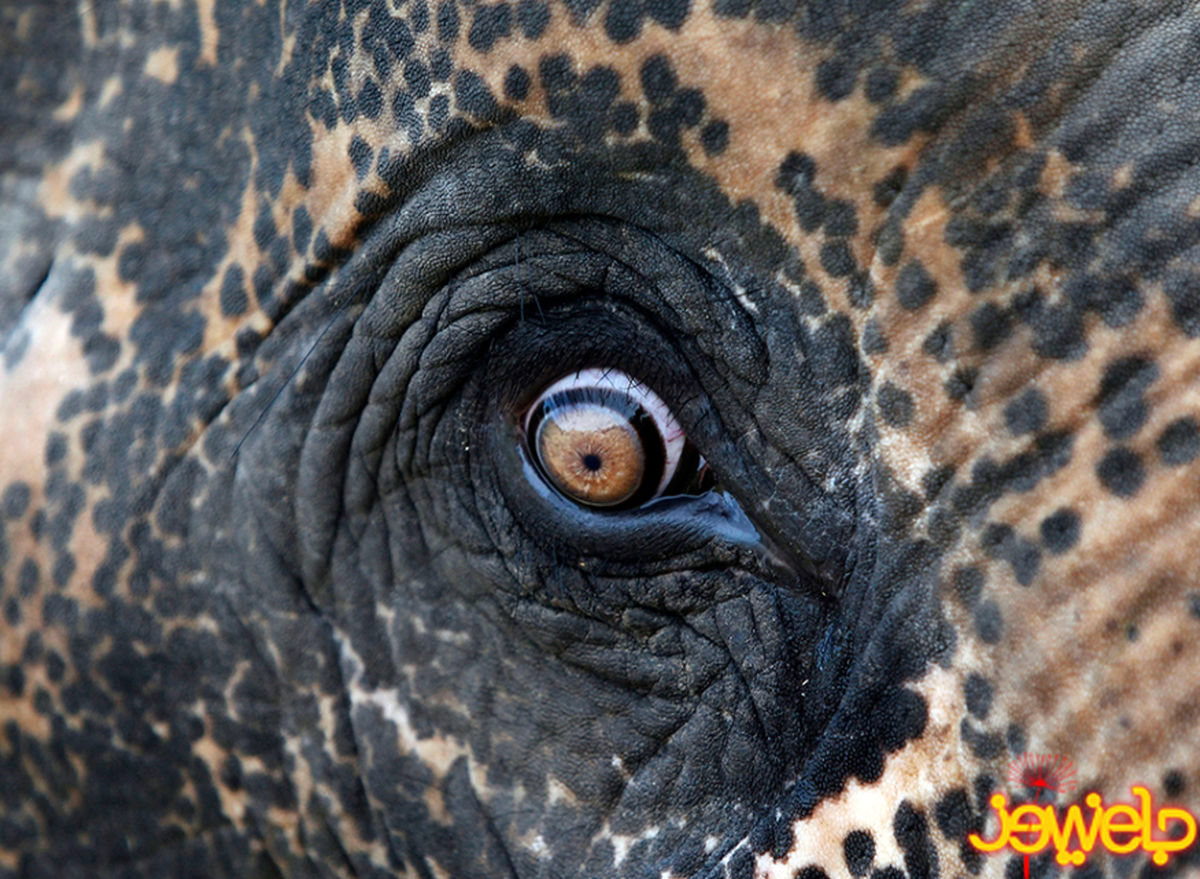 عکس / چشم فیل