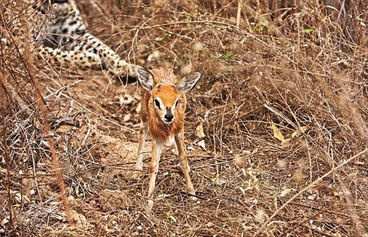 پناه‌بردن بچه آهو به آغوش پلنگ/تصاویر