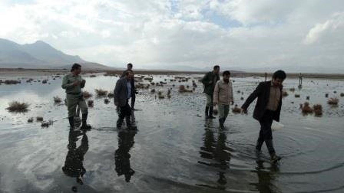 گمانه‌زنی‌ها درباره علت مرگ دسته جمعی پرندگان ارومیه