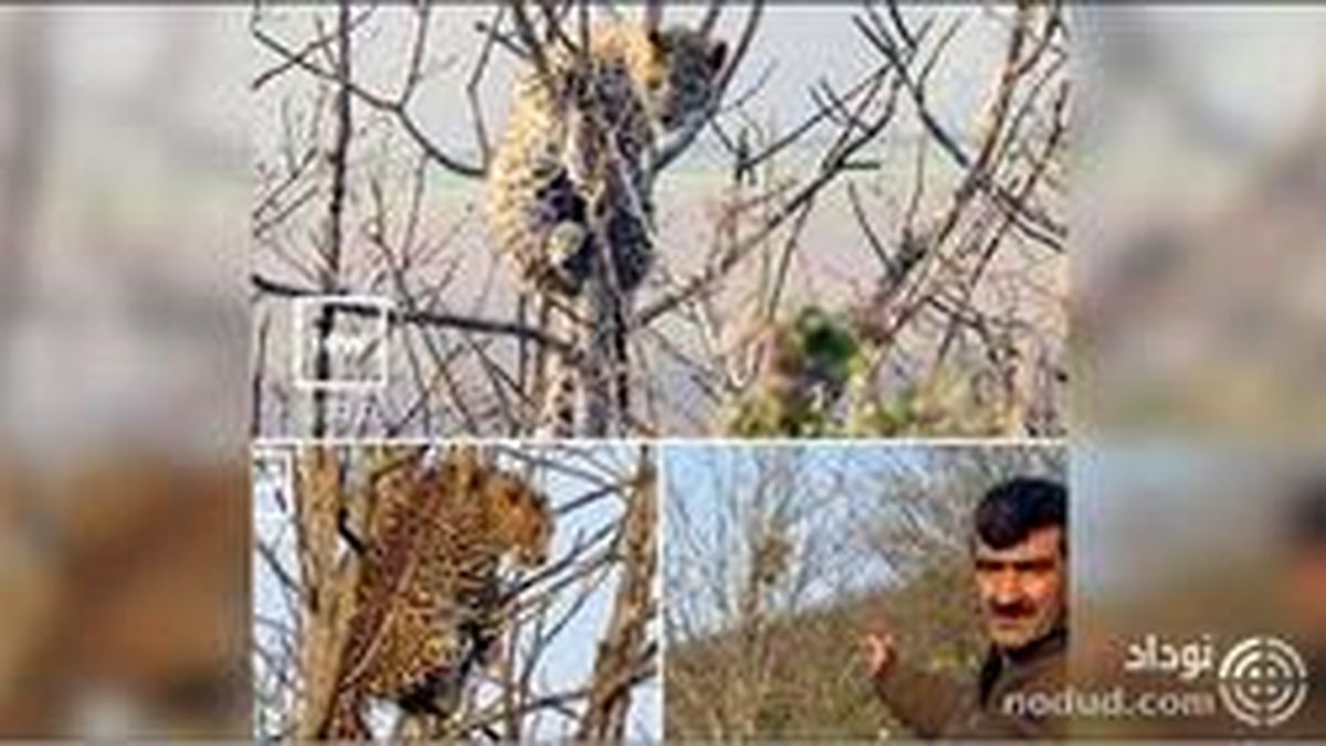 نجات یک پلنگ از بالای درخت توسط مرد شمالی! +عکس