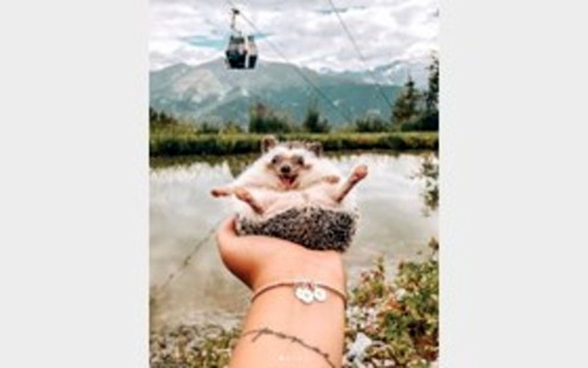 خوشحالترین جوجه تیغی با ۱/۵ میلیون فالوور! +تصاویر