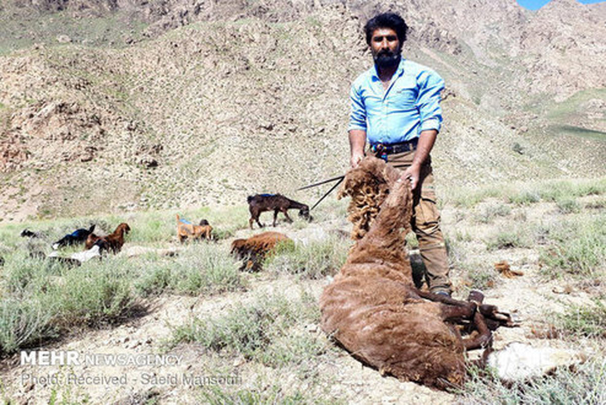 تصاویر: مراسم سنتی پشم چینی گوسفندان