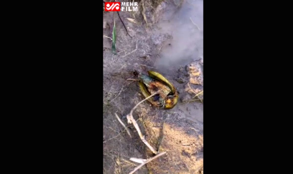 مشاهده قدیمی ترین گونه جانوری در تالاب «آق گل» +فیلم