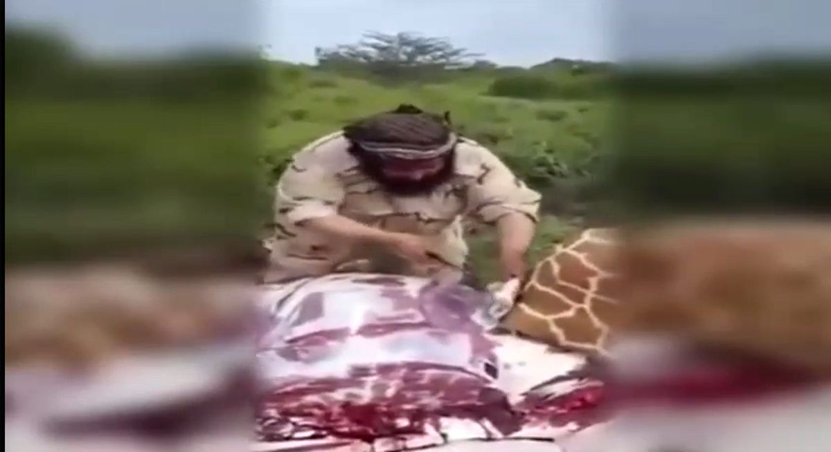 سعودی شکم‌چران: پس از زرافه، فیل می‌خورم! +عکس