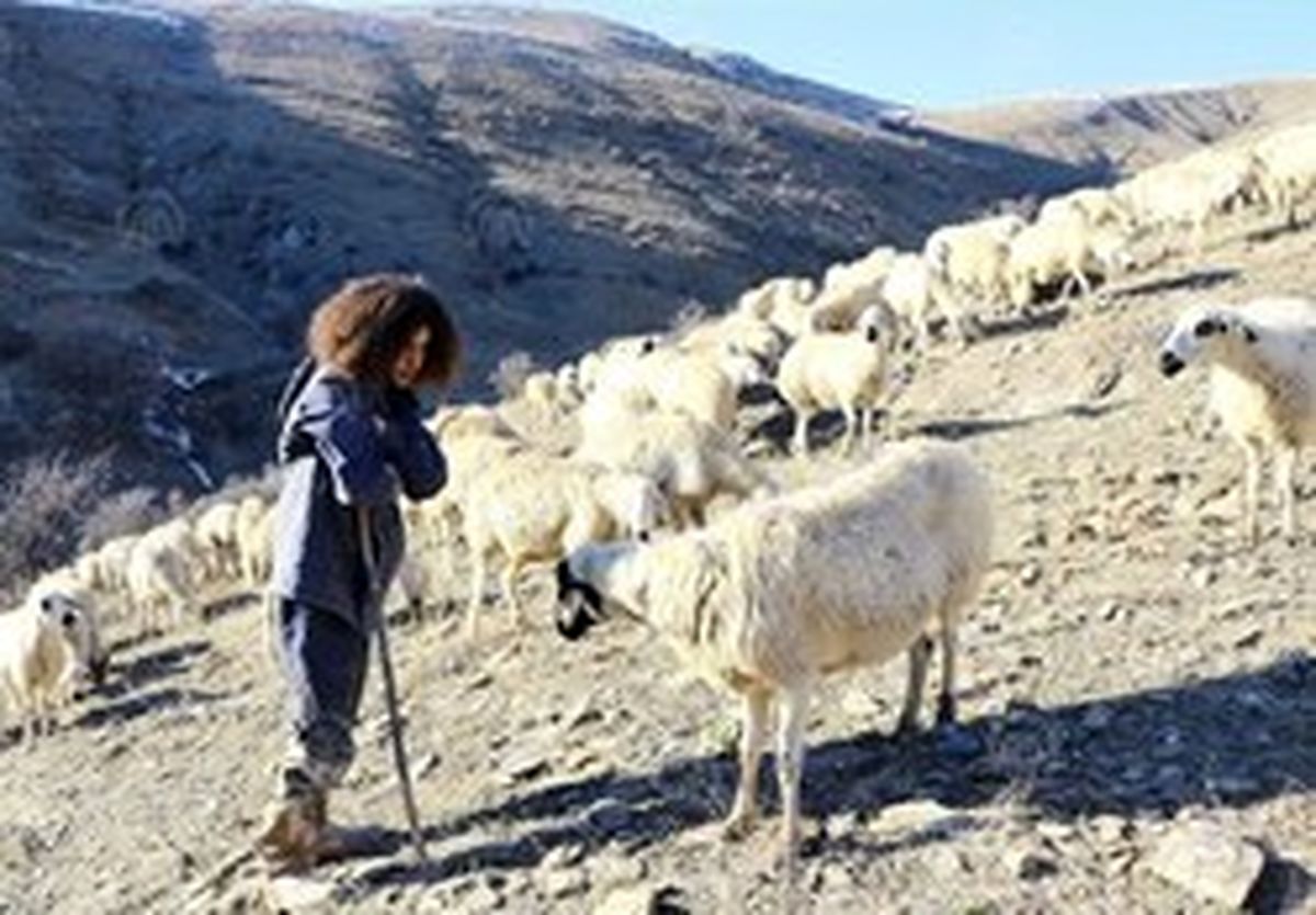 کارشناس اقتصادی که چوپان شد! +عکس